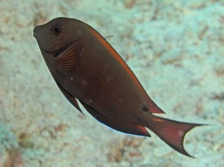 Acanthurus nigrofufcus